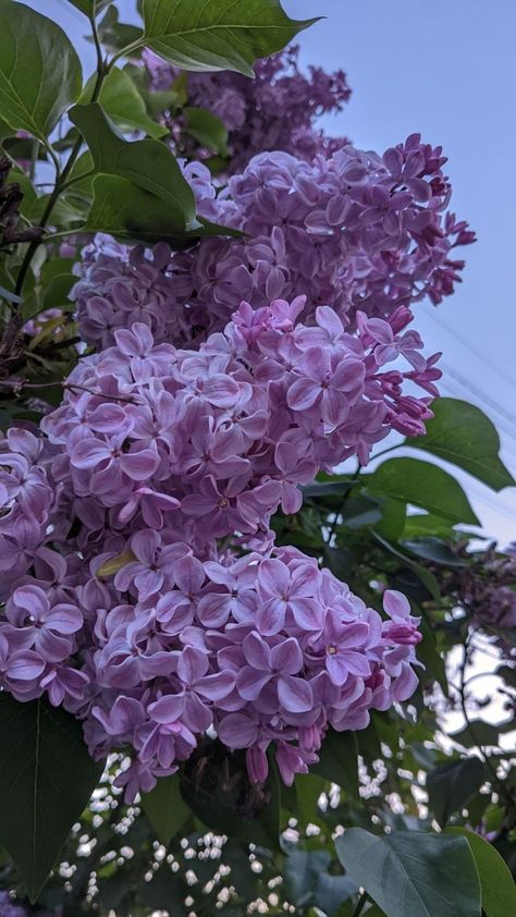 Washington Lilacs, Blue Wildflowers, Syringa Vulgaris, Flowery Wallpaper, Flowers Photography Wallpaper, Flower Therapy, Lilac Flowers, All Things Purple, Photography Wallpaper