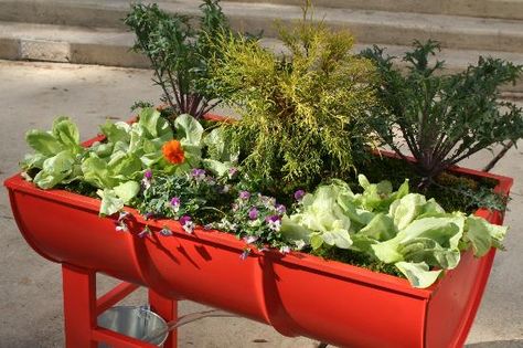 Planter Design Ideas, Drums Pictures, Recycled Planters, Pot Gantung, Pot Tanaman, Barrel Projects, Oil Barrel, 55 Gallon Drum, Vegetable Bed