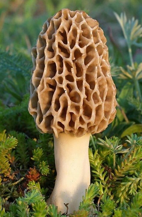 TRUE morel mushroom grow kit grow morel mushrooms at home and garden Morel Mushroom Hunting, Mushroom Spores, Mushroom Kits, Mushroom Grow Kit, Mushroom Pictures, Garden Mushrooms, Plant Fungus, Morel Mushroom, Edible Mushrooms