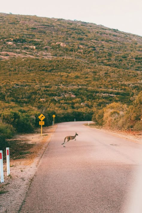 Hippie Camper, Australia Wallpaper, Australia Kangaroo, Wave Rock, Margaret River, Perth Australia, Dream Holiday, Nature Reserve, Travel Goals