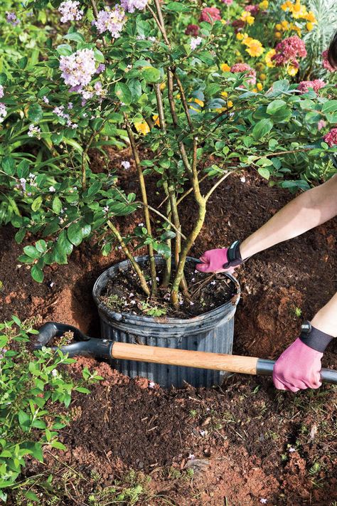 How to Plant a Crepe Myrtle with Success: Step 2 Crepe Myrtle Landscaping, Crepe Myrtles, Crepe Myrtle Trees, Beginners Landscaping, Myrtle Tree, Crepe Myrtle, Planting Shrubs, Crape Myrtle, Plant A Tree