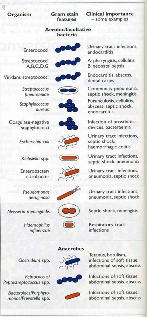 Bacteria And Viruses Activities, Staphylococci Bacteria Infection, Natural Antibiotics Bacteria, Microbiology Study, Medical Lab Technician, Medical Laboratory Technician, Microbiology Lab, Lab Science, Medical Laboratory Scientist