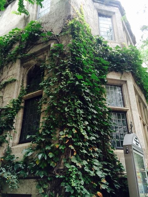 Ivy covered building in Chicago Building Covered In Plants, Moss Covered Building, Ivy On Building, Ivy On House Exterior, Ivy On House, House Covered In Vines, Ivy Covered House, Entwined Art, Ivy Aesthetic