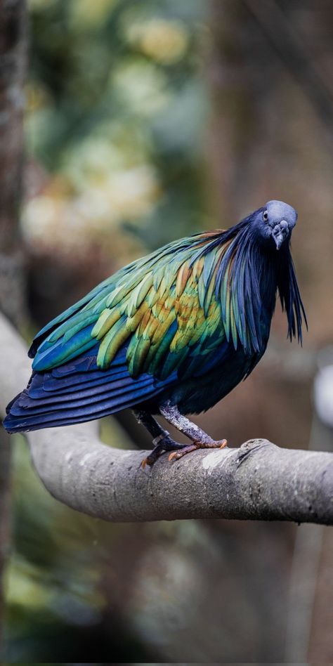 Nicobar Pigeon, Cute Pigeon, Bird Sitting, Cut Animals, Animals Amazing, Forest Photos, Most Beautiful Birds, Kinds Of Birds, Rare Birds