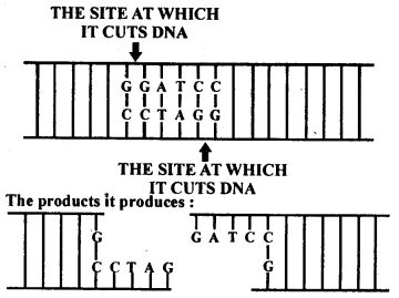 NCERT  Solutions For Class 12 Biology Biotechnology:Principles And Processes Topics and Subtopics in NCERT Solutions for Class 12 Biology Chapter 11 Biotechnology:Principles And Processes: Section Name Topic Name 11 Biotechnology:Principles And Processes 11.1 Principles of Biotechnology 11.2 Tools of Recombinant DNA Technology 11.3 Processes of Recombinant DNA Technology 11.4 Summary QUESTIONS FROM TEXTBOOK SOLVED 1. Can […]
The post NCERT Solutions For Class 12 Biology Biotechnology:Princ Recombinant Dna Technology, Recombinant Dna, Dna Polymerase, Dna Technology, Eukaryotic Cell, Dna Molecule, Dna Sequence, Human Dna, Animal Cell