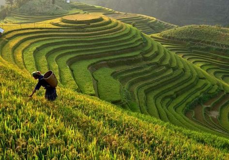 Terrace Farming, Types Of Farming, Borobudur Temple, Voyage Bali, Human Environment, Sa Pa, Luang Prabang, Avatar The Last Airbender Art, Urban Park