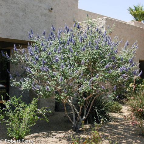 Vitex agnus-castus Zone 6 to 9 H 8-10 W 5-8 July to august blooms Blue purple flowers Fragrent Vitex Tree, Curb Appeal Landscape, Vitex Agnus Castus, Agnus Castus, Chaste Tree, Painting The Roses Red, Waterwise Garden, Tree Growing, Front Yard Design