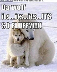 35 Funny Animals You're Sure To Love Animals With Captions, Its So Fluffy, Animal Captions, Funny Animals With Captions, Cute Animal Memes, Funny Pictures With Captions, Funny Animal Quotes, Funny Animal Jokes, Funny Captions