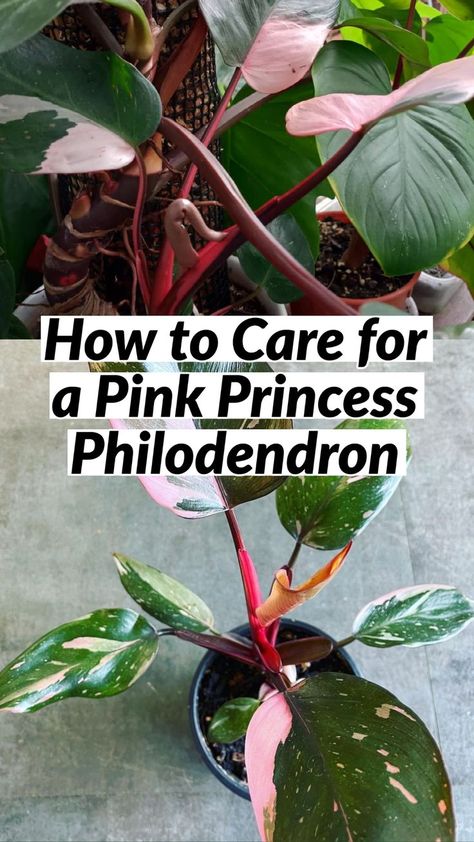 How to Care for a Pink Princess Philodendron Large Pink Princess Philodendron, Pink Princess Philodendron Propagation, Pink Princess Philodendron, Philodendron Care, Princess Philodendron, How To Split, Lucky Plant, Pink Plant, Bonsai Garden