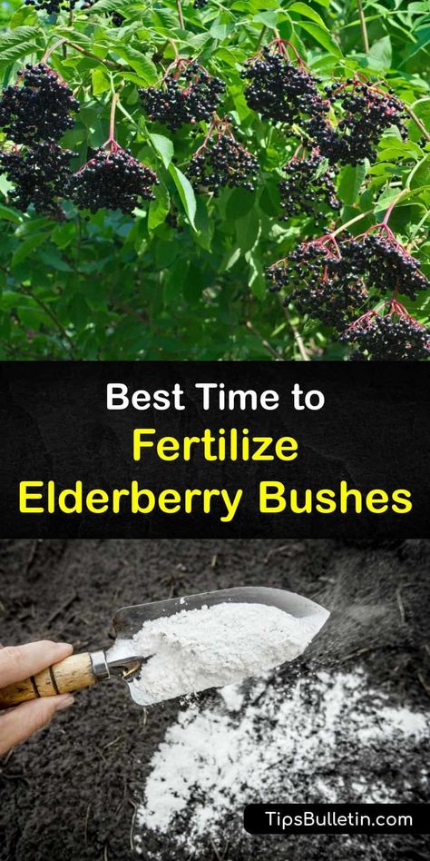 Find out when to fertilize elderberry plants to keep them healthy. Fertilize progressively more after the first year, and provide a balance of nitrogen, phosphorus, and potassium. Prune old canes in late winter, and protect the soil with mulch. #elderberry #plant #fertilizer Beautyberry Uses, Grow Berries, Elderberry Cuttings, Elderberry Growing, Elderberry Shrub, Subsistence Farming, Elderberry Tree, Elderberry Benefits, Farm Orchard