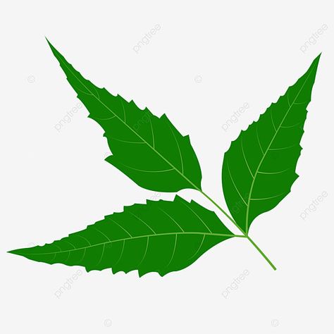 leaf clipart,neem,herb,leaf,tropical vector,illustration,tree,ayurveda,cosmetic,alternative,antibacterial,antiseptic,aroma,bio botany,tree branch,eco,essence,fragrance,spring,foliage,garden,botanical,design,summer,element,natural,nature,plant,background,fresh,front,green,isolated,white,vegetable Neem Leaf Drawing, Tree Clipart Png, Tea Box Design, Neem Leaves, Neem Leaf, Green Images, Neem Tree, Foliage Garden, Spring Foliage