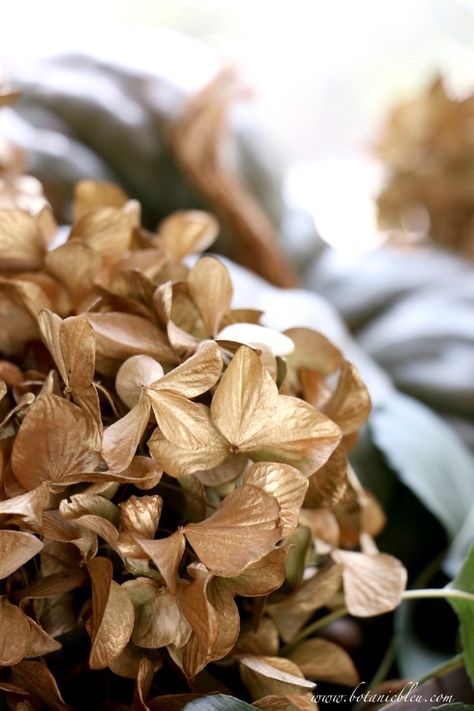 Beautiful Fall Display Tips... revitalize dried hydrangea with gold spray paint Gold Hydrangea, Fall Displays, Hydrangea Centerpiece, Dried Hydrangeas, Hydrangea Not Blooming, Autumn Display, Gold Spray Paint, Gold Spray, Christmas Brunch