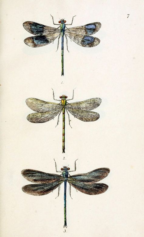 British libellulinae, or, Dragon flies :.London :Printed by J.C. Bridg - Historic Pictoric Dragonfly Illustration, Vintage Dragonfly, Dragonfly Prints, Dragonfly Art, Images Vintage, Scientific Illustration, Illustration Vintage, Vintage Printables, Pics Art