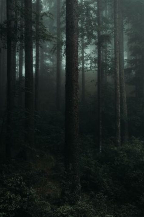 Mysterious Woods Aesthetic, Dark Dense Forest, Horror Forest Aesthetic, Evergreen Forest Aesthetic, Forest Aethstetic, Dark Rainy Forest Aesthetic, Forest Grunge Aesthetic, Creepy Forest Aesthetic, Forestpunk Aesthetic