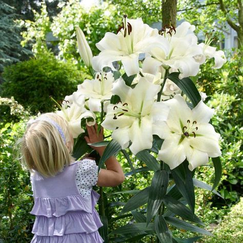 Tree Lily, Trumpet Lily, Lily Bulbs, Asiatic Lilies, Giant Tree, Garden Bulbs, Plant Images, Spring Plants, Plant Spacing