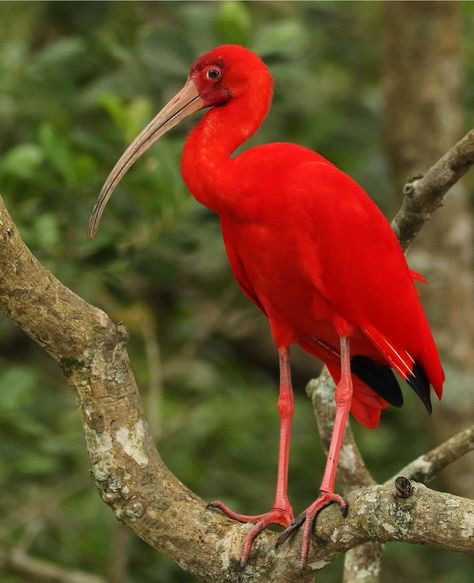 Scarlet Ibis 📸 @leonardocasadei_aves Scarlet Ibis Bird, Red Ibis, Scarlet Ibis, What A Beautiful World, Aesthetic Moodboard, Fantasy Aesthetic, Beautiful World, Scarlet, Surrealism