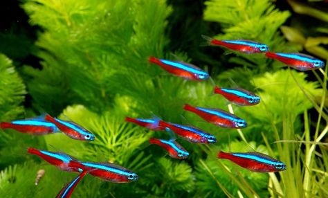 Everything you need to know about the tetra fish. Neon Tetra Fish, Tetra Fish, Ikan Air Tawar, Neon Tetra, Tropical Fish Tanks, Tropical Freshwater Fish, Nano Aquarium, Freshwater Aquarium Fish, Fish Care