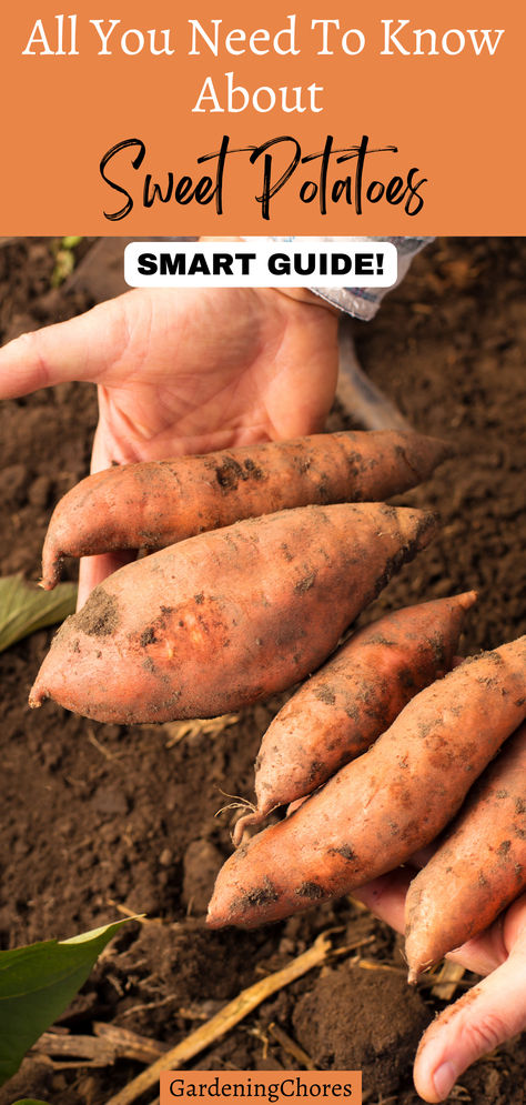 24 Sweet Potato Varieties You’ll Love to Grow in Your Backyard Sweet Potato Gardening, Sweet Potato Garden, Plant Advice, Sweet Potato Varieties, Potato Gardening, Growing Sweet Potatoes, Potato Varieties, Canning Sweet Potatoes, Vegetable Harvest