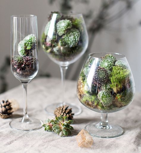 Small Succulent Garden, Wine Glass Decor, Beautiful Terrariums, Succulent Garden Design, Mini Terrarium, Geometric Planter, Succulent Garden Diy, Glass Planter, Succulent Care