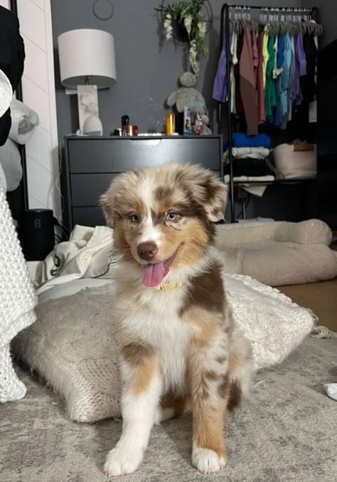 Mini Aussie Full Grown, Brown And White Australian Shepherd, Mini Aussiedoodle, Mini Aussie Puppy, Mini Australian Shepherd, Mini Aussies, Aussie Puppy, Aussie Dog, Miniature Australian Shepherd