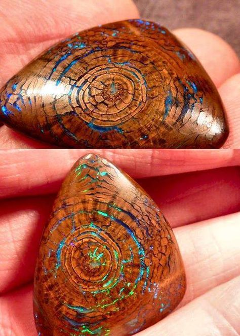 thelunafox:  This semi-precious stone is fascinating. A rare opal, sprouting in a piece of petrified wood. Pictures Of Rocks, Pretty Rocks, Beautiful Rocks, Mineral Stone, Minerals And Gemstones, Rocks And Gems, Petrified Wood, Precious Gems, Gems And Minerals