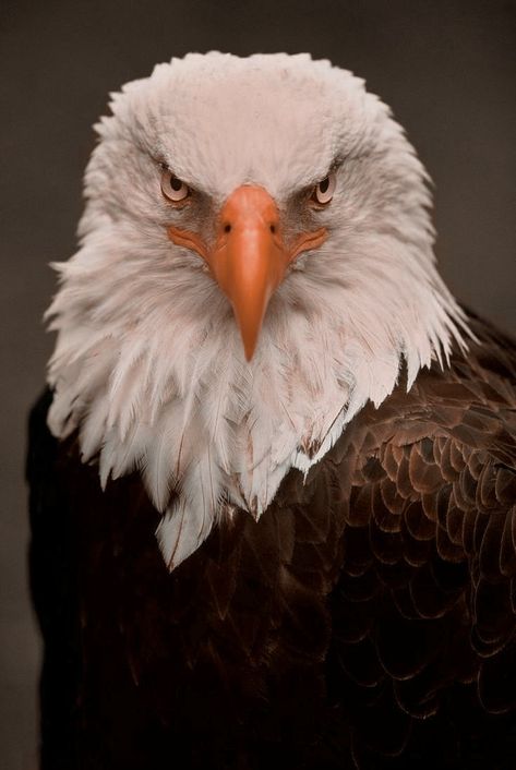 Animal Reference Photos For Artists, Eagle Face Tattoo, Birdy Singer, Drawing Wildlife, Eagle Head Tattoo, Eagle Artwork, Eagle Face, Animal Photography Wildlife, Eagle Images