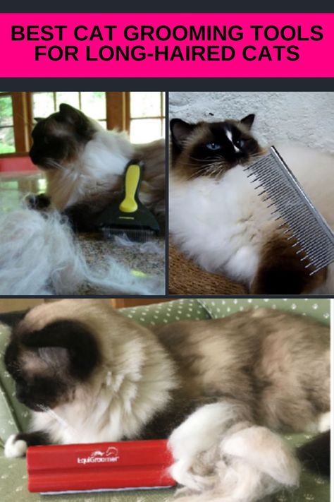 Long Hair Cats Grooming Styles, Cat Grooming Styles, Cats Ragdoll, Cat 2023, Cat Sling, Cat Groomer, Cat Advice, Cat Grooming Tools, Cat Tips