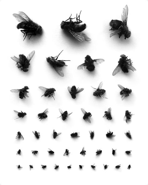 dead flies from 'things organised neatly' [blog curated by austin radcliffe] Things Organized Neatly, Eye Chart, Fly On The Wall, Kunst Inspiration, American Gods, Insect Art, صور مضحكة, Arte Pop, Identity Design