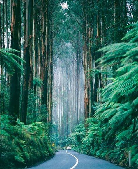 Road less traveled: The Black Spur Drive between Healesville and Marysville, Victoria, Australia. Matka Natura, Cat Air, Air Terjun, Dream Places, Tall Trees, Salou, Blue Dream, On The Road Again, Victoria Australia