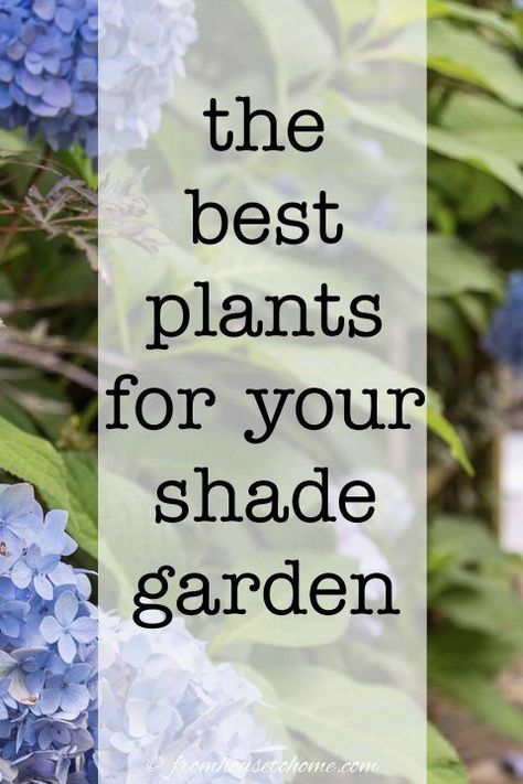 These flowering perennials and shrubs are perfect for your shady garden that needs some color to brighten it up. Find out our picks for the best plants that grow in shade. #fromhousetohome #gardening #gardenideas #shade #plants #shadeplants Shade Plants Container, Shade Loving Shrubs, Plants Under Trees, Flowering Perennials, Shade Loving Perennials, Shade Shrubs, Shade Garden Plants, Porch Flowers, Blue Plants