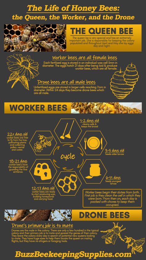 All About Honey Bees, Honey Bee Life Cycle, Honey Bee Facts, Honey Bees Keeping, Honey Bee Garden, Male Bee, Drone Bee, Bee Life Cycle, Bee Hive Plans