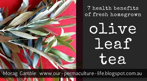 Our Permaculture Life: 7 great health benefits of fresh olive leaf tea - free from your tree! Olive Leaf Tea Benefits, Olive Leaf Extract Benefits Health, How To Harvest Tea Leaves, What Is Tea Tree Oil Good For, Tea Tree Essential Oil Benefits, Olive Leaf Tea, Fresh Olives, Great Health, Tea Benefits