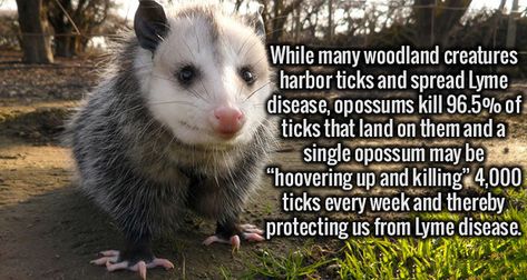 A popular image asserts opossums kill most deer ticks they encounter and thus inhibit the spread of Lyme disease to humans. Love Your Pet Day, Awesome Possum, Wildlife Rehabilitation, Love Your Pet, Pet Day, Animal Facts, Pet Hacks, Arte Animal, Woodland Creatures