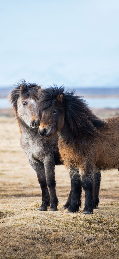 Download free HD wallpaper from above link!
#pony #shetland #icelandic #small #minature #cute #view #animal #horse Cute View, Horse Wallpapers, Shetland Ponies, Shetland Pony, Horse Wallpaper, Wallpaper For Iphone, Android Tablets, Free Hd Wallpapers, Ponies