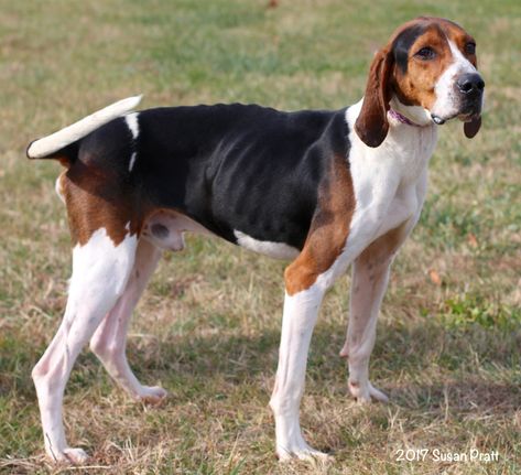 Treeing Walker Coonhound dog for Adoption in Bedford, VA. ADN-751181 on PuppyFinder.com Gender: Male. Age: Tree Walker Coonhound, Bedford Virginia, Coonhound Dog, Pet Room, Walker Coonhound, Treeing Walker Coonhound, Hound Dogs, All Breeds Of Dogs, Dream Dog