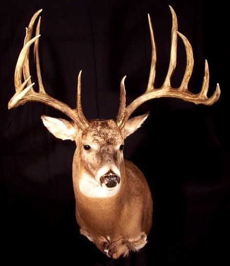 That would look magnificent over the mantle! Biggest typical racks of all time. Deer Steaks, Big Whitetail Bucks, Deer Wall Mount, Whitetail Deer Pictures, Big Buck, Big Deer, Deer Camp, Deer Mounts, Deer Horns