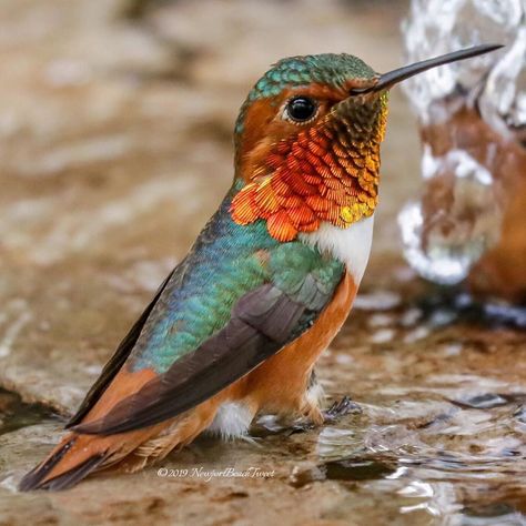 Vikki’s Hummingbirds on Instagram: “Allen’s Hummingbird ready for his shimmery closeup in the bubbler fountain.💥 ~ ~ ~ ~ #kings_birds #pocket_birds #your_best_birds…” Allen’s Hummingbird, Allen Hummingbird, Foliage Reference, Allen's Hummingbird, Hummingbird Wings, Bee Hummingbird, Hummingbird Pictures, Tiny Bird, Kinds Of Birds