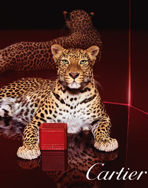 Cartier Leopard, متحف فني, Cartier Panther, Jaguar Animal, Nightclub Design, Wallpaper Themes, Iphone Wallpaper Video, Hypebeast Wallpaper, Cartier Panthere