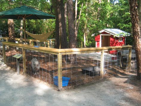 pig yard new Meat Pig Pen Ideas, Outdoor Potbelly Pig Pen Ideas, Potbelly Pig Pen Ideas Indoor, Pig Pens Ideas, Pot Belly Pig Pen Ideas Outdoor, Diy Pig Pen Outside, Pig Enclosure Outdoor, Pig Houses Outdoor, Kunekune Pig Pen