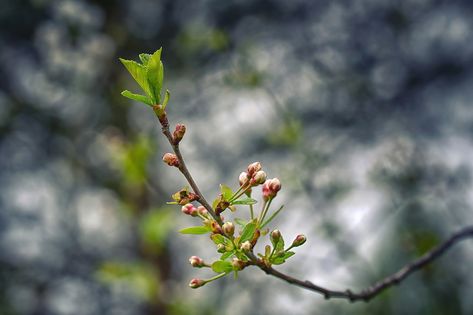 Cherry blossom buds on tree branch in spring, cherry tree. Buds on spring tree. Spring branch of cherry tree with pink budding buds and young green leaves close up. Selective focus Shower Background, Tree Buds, Baby Shower Background, Japanese Sakura, Spring Tree, Cherry Tree, Tree Branch, Reference Photos, Art Class