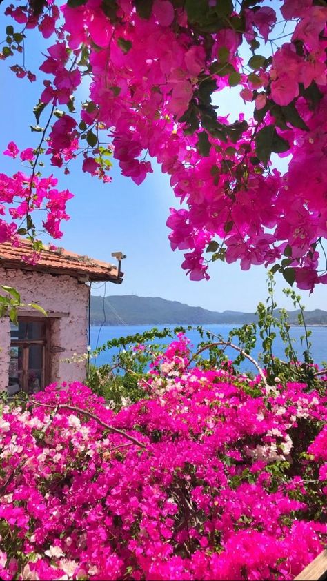 Italia Aesthetic, Greece Landscape, Seaside House, Rose Flower Pictures, Summer Scenes, Flowers Photography Wallpaper, Nothing But Flowers, Pretty Landscapes, Beautiful Places Nature