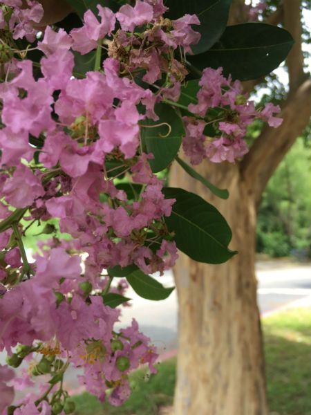 Crape Myrtle 'Basham's Party Pink' | Garden Style San Antonio Pink Crepe Myrtle, Pink Garden Party, Brooklyn Backyard, Crepe Myrtle Trees, Crepe Myrtles, Liriope Muscari, Princess Cupcake Toppers, Texas Garden, Myrtle Tree