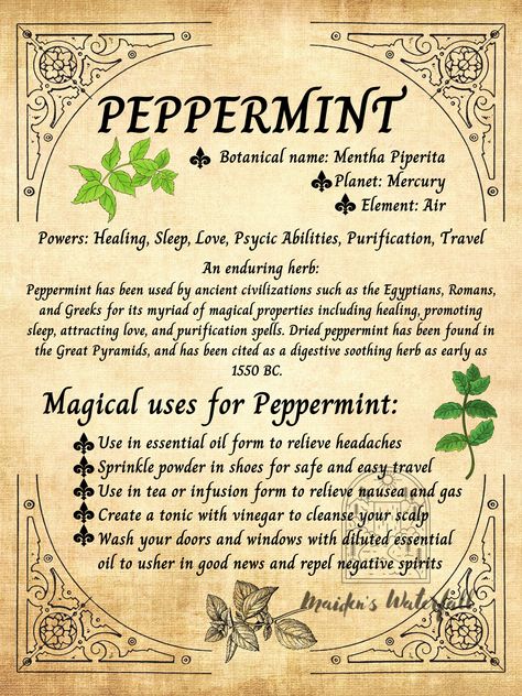 An enduring herb: Peppermint has been used by ancient civilizations such as the Egyptians, Romans, and Greeks for its myriad of magical properties including healing, promoting sleep, attracting love, and purification spells. Dried peppermint has been found in the Great Pyramids, and has been cited as a digestive soothing herb as early as 1550 BC.   This "Peppermint" printable can be used as wall art, or you can add it to your notebook or herbology journal. This page is also a great addition to a Witchcraft Tools, Wiccan Art, Attracting Love, Magickal Herbs, Witch Herbs, Herb Gardens, Magic Spell Book, Magic Herbs, Grimoire Book