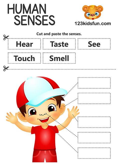 Human Body Printables - 5 Senses – Homeschooling | 123 Kids Fun Apps 5 Senses Kindergarten, Preschool Senses, Senses Kindergarten, Homeschooling Worksheets, Body Worksheet, 5 Senses Preschool, 5 Senses Worksheet, Human Body Printables, Five Senses Worksheet