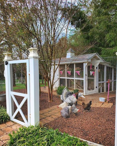 Happy Day Farm, Chicken Coop Garden, Chicken Mama, Backyard Chicken Coop Plans, Chicken Pen, Backyard Chicken Farming, Beautiful Chickens, Chicken Coop Designs, Chicken Garden