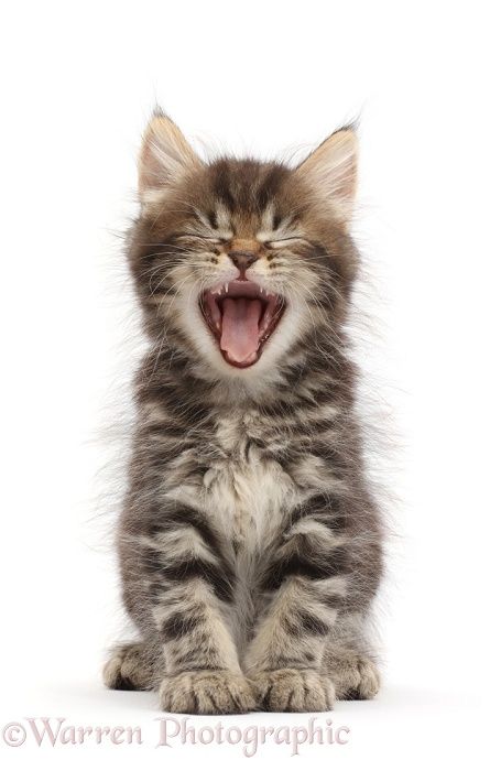 Tabby Persian-cross kitten, yawning photo WP46100 Kitten Yawning, Mouth Wide Open, Cat Yawning, Background Images, Persian, White Background, Kittens, This Is Us, Kitty