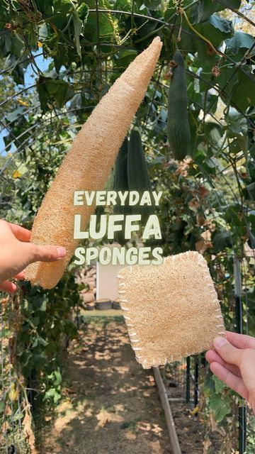 Breanna Ellis on Instagram: "Tutorial up on YouTube! Learn how to make my everyday luffa sponges! 🧽 #luffa #loofah #growyourown #homemadegifts #backyardhomestead #makeyourown #sponges #homegrown #homemade #homemaking #tutorial" Luffa Sponge Gift Ideas, Loofah Sponge Diy, Growing Loofah From Seed, Luffa Sponge Diy, How To Grow Luffa Gourd, Making Loofah Sponge, Harvesting Luffa Sponge, Natural Loofah, Loofah Sponge