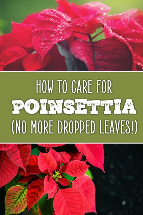 How to Care for Poinsettia - Dreamley How To Take Care Of Poinsettias, Small House Decor, Home Decor Balcony, Gardening Knowledge, Poinsettia Care, Christmas Cactus Care, Balcony Decor Ideas, Growing Rosemary, Poinsettia Plant