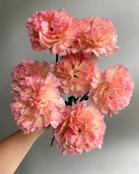 Orange Minami Orange Carnations, Carnation Flower, Floral Wreath, Orange, Flowers, Floral, On Instagram, Beauty, Color