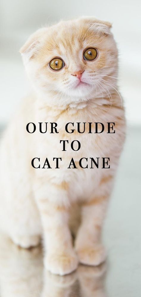 Cat Acne, Health and care guide from the Happy Cat Site. #CatSite Cat Acne, Cat Health Problems, Sick Cat, Spotted Cat, Cat Health Care, Cat Care Tips, Kitten Care, Cat Training, Cat Facts